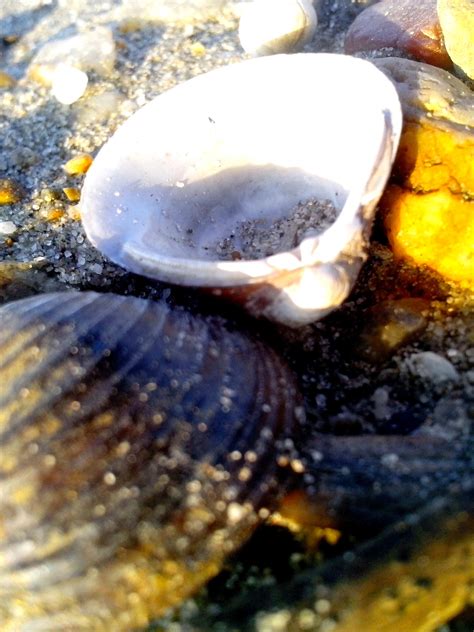 Free Picture Freshwater Mussels River