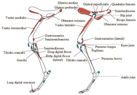 Main muscles of cheetah hind limb. | Download Scientific Diagram