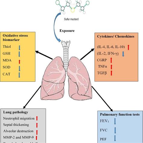 Possible Mechanisms Of Lung Injury Induced By SM Exposure And The