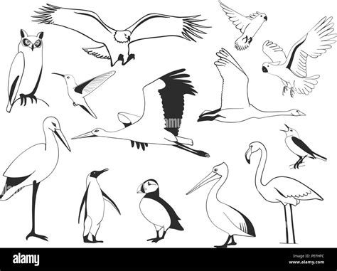 Hand Drawn Bird Set Vector Stock Vector Image Art Alamy