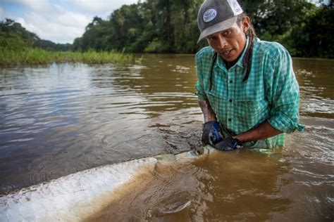 Jungle Tarpon Reserve Costa Rica Fly Fishing Costa Rica