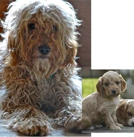 Cockapoo puppy/adult before and after Cockapoo Puppies, Dogs And ...