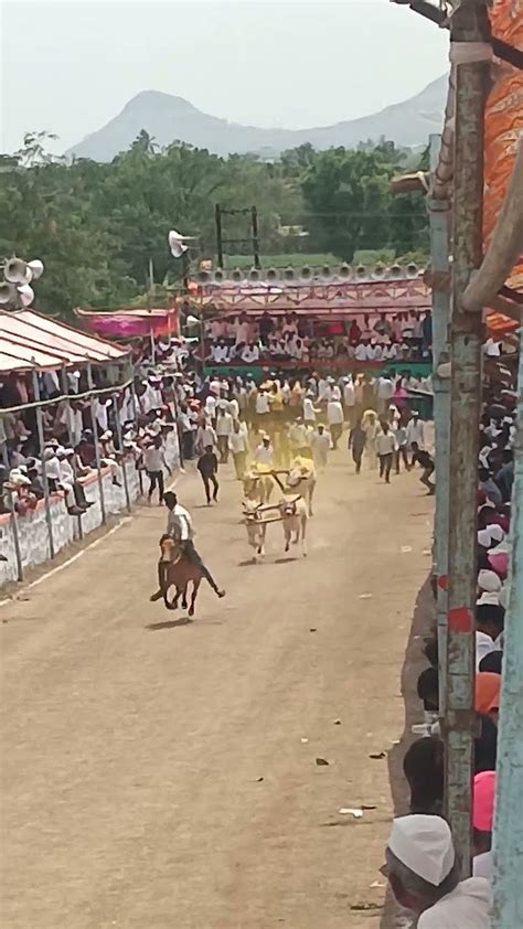 श्री नरसिंह व भैरवनाथ जन्मोत्सव निमित्त आयोजित 💯 भव्य बैलगाडा शर्यत