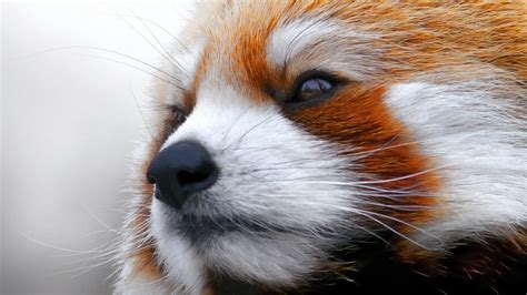 レッサーパンダ-動物のデスクトップの壁紙プレビュー | 10wallpaper.com