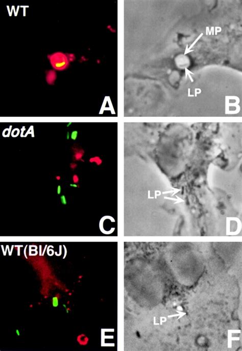 Macropinosome Formation By L Pneumophila Bone Marrowderived