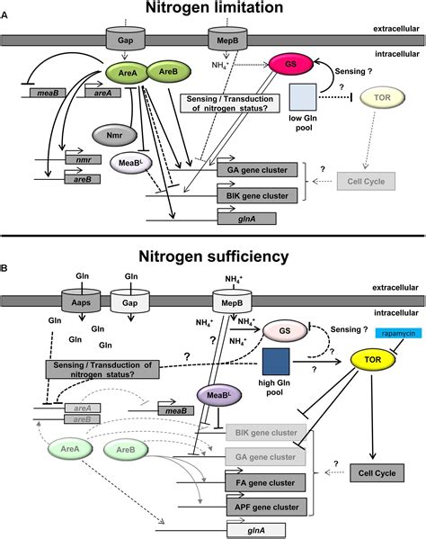 Frontiers Nitrogen Regulation Of Fungal Secondary Metabolism In Fungi