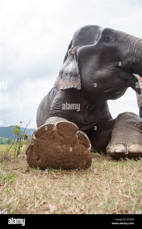 Asian elephant in its habitat in Thailand Stock Photo - Alamy