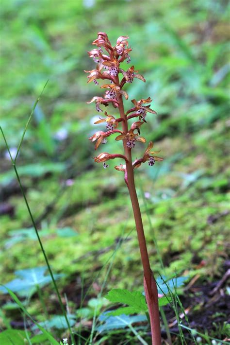 Native Orchids Of The Pacific Northwest And The Canadian Rockies