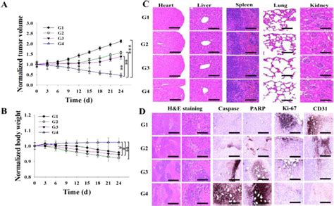 In Vivo Antitumor Studies On A Tumor Volume B Body Weight And