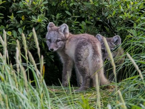 Spying on Arctic foxes from space reveals species has green thumb ...