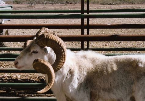 Exotic Trophy Sheep - Bar H Herndon Ranch