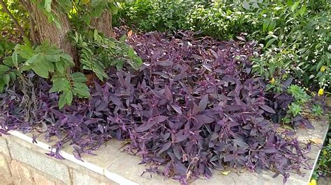 Purple Hearts Plant Ground Cover Plants How Purple Heart Plant Grown