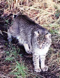 Bobcat (from NC WINS) | NCpedia