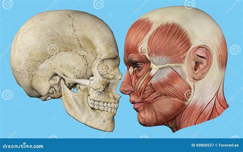 Perfil Do Cr Nio E Dos M Sculos Ilustra O Stock Ilustra O De Osso