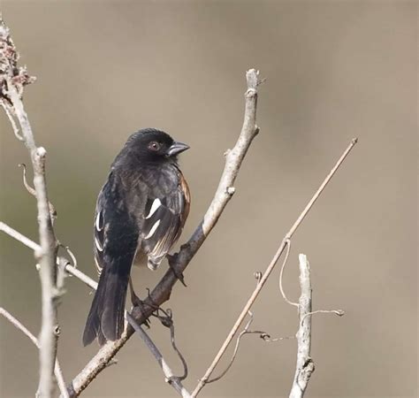 Eastern Towhee in Winter