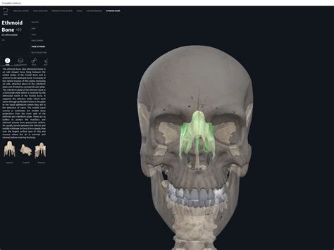 Bones Skull Ethmoid Anatomy And Physiology