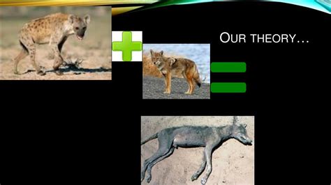 PPT - chupacabra the myth of the Mexican devil dog PowerPoint ...