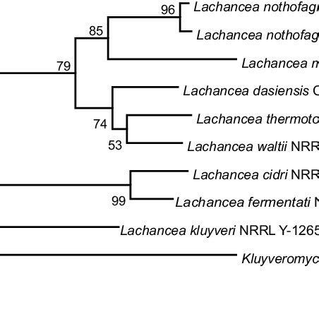 Neighbour Joining Phylogram Based On The D D Divergent Domains Of The