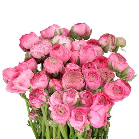 Ranunculus Aazur Rose 40cm Wholesale Dutch Flowers And Florist Supplies Uk