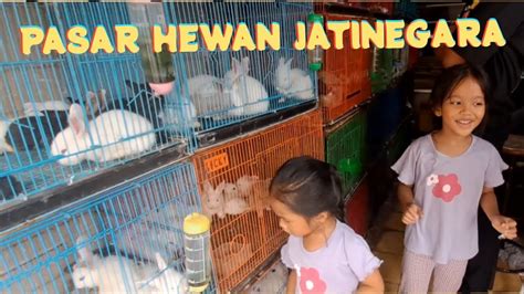 Jelajah Pasar Hewan Jatinegara Jakarta Timur Beli Binatang Peliharaan