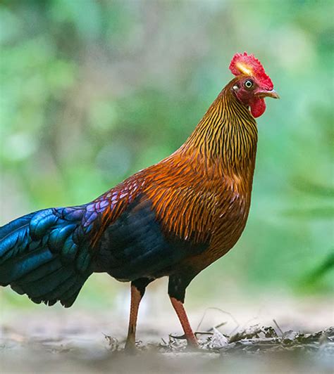 Sri Lanka Junglefowl | Bird watching in Sri Lanka | Sri Lanka Bird watching