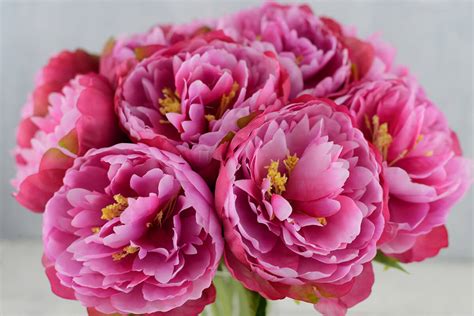 Pics Of Peony Flower Planting Red Peonies Learn About Growing Red