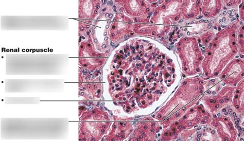 Lab Urinary System Histology Diagram Quizlet