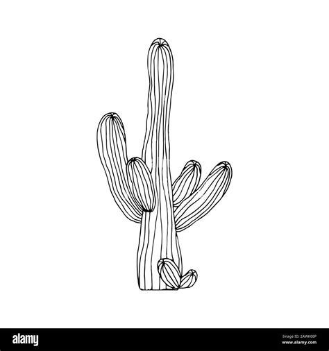 Saguaro Cactus Sketch