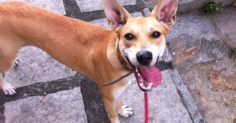 Casa Dos Anjos Macaé - G1 - Casa dos Anjos realiza feira de adoção de animais em Macaé, no RJ ...