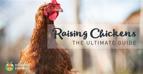 How To Raise Chickens In Your Backyard The Ultimate Guide Chickens