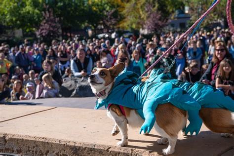 2023 Tour de Corgi takes over Civic Center Park in Fort Collins