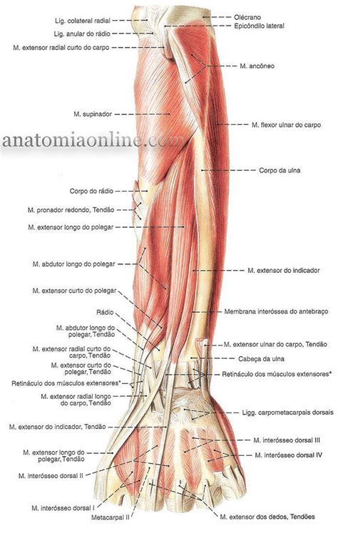 M Sculos Do Membro Superior Mapa Mental