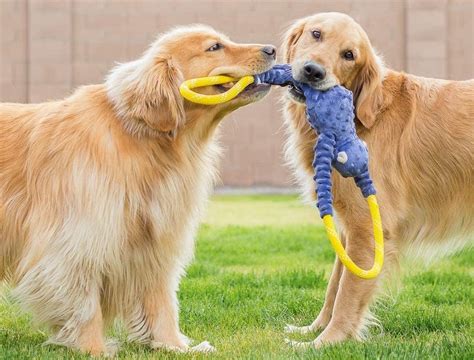 The 6 Best Tug Of War Dog Toys