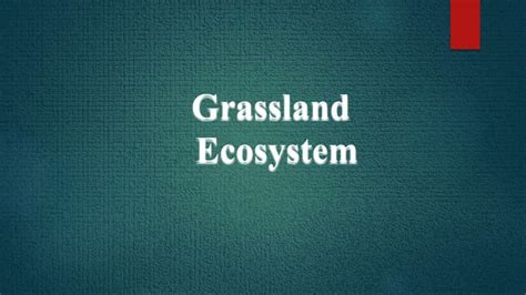 Grassland Ecosystem | PPT