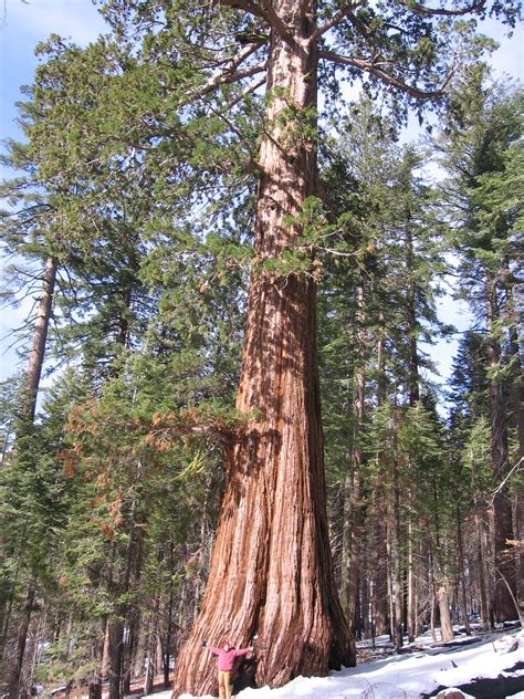 Sequoiadendron giganteum (Big Tree, Giant Redwood, Giant Sequoia ...