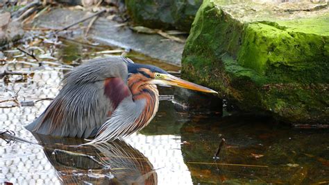 Natur K Rper Von Wasser V Gel Kostenloses Foto Auf Pixabay