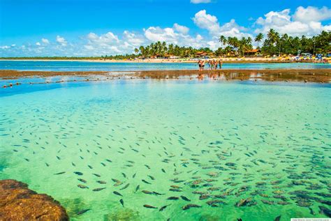 Lugares No Brasil Para Nadar Peixes Coloridos