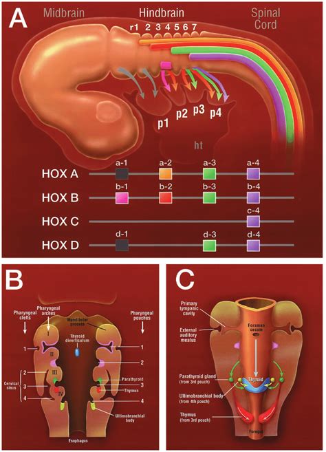 A Schematic Diagram Of Hox Gene Expression In The Hindbrain And