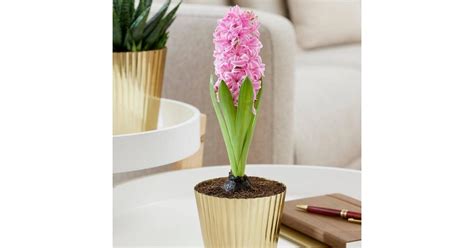 Van Zyverden Holiday Pre Chilled Hyacinth Kit Price