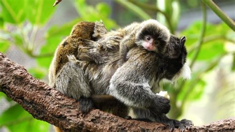 Baby Tamarin Monkey