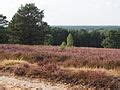 Category Juniperus communis on the Lüneburger Heide Wikimedia Commons