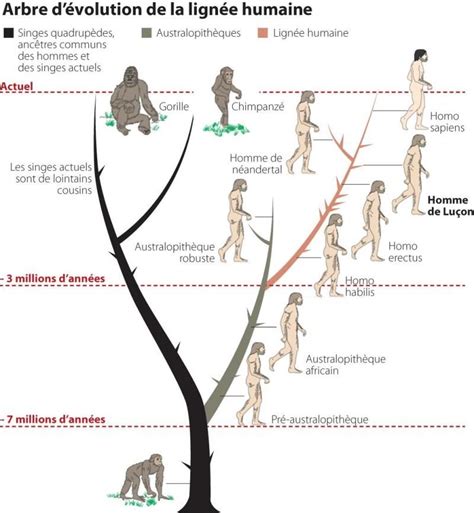 Pin de Bruno Sipavicius en matemática e a ciências per si Evolución