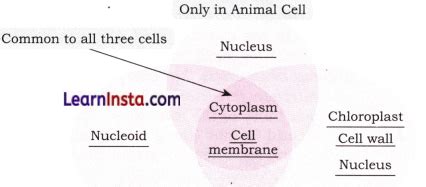 The Invisible Living World Beyond Our Naked Eye Class 8 Questions And