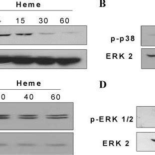 Heme Induces Ib Degradation And Mapks Phosphorylation Elicited