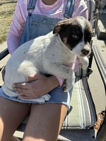 Blue Heeler Mix Pups Nex Tech Classifieds