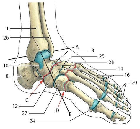 anatomy   foot bones anatomy   foot ankle orthopaedia