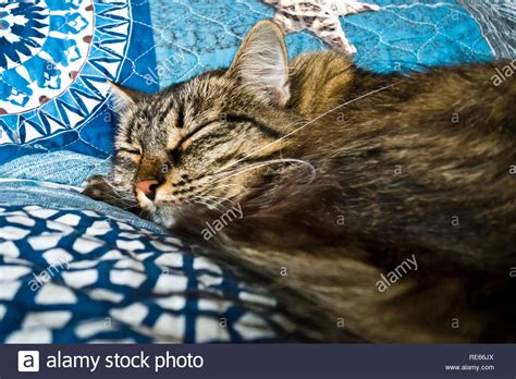 Sleeping Cat Hi Res Stock Photography And Images Alamy