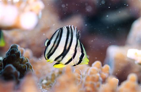 Chaetodon Octofasciatus Eightband Butterflyfish FishBase