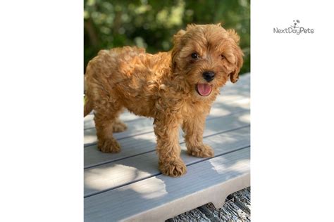 Miniature Cavapoo Puppies For Sale In Texas / Cavapoo puppies for Sale | Preston, Lancashire ...