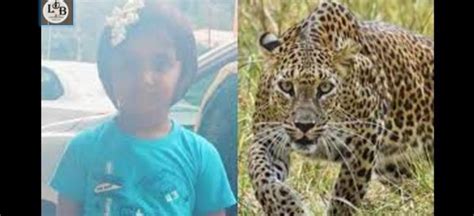 Leopard That Mauled Girl To Death On Tirumala Footpath Captured